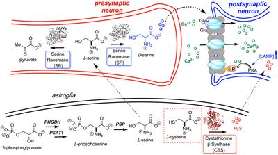 Human Serine Racemase: Key Residues/Active Site Motifs and Their Relation to Enzyme Function